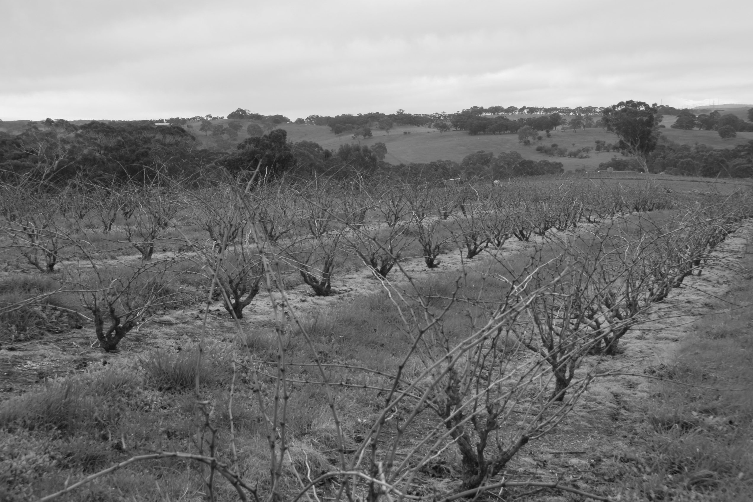 Black and white photo of bushvine